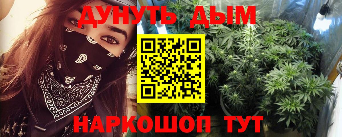 Каннабис сатива Сунжа
